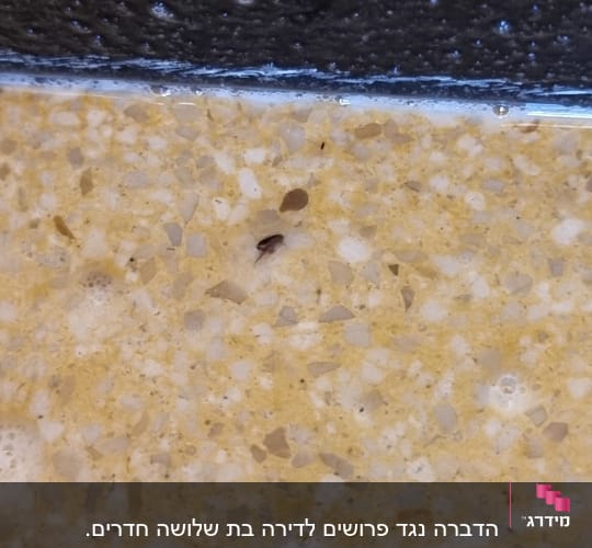 חרק קטן על משטח אבן בהיר ליד קיר כהה